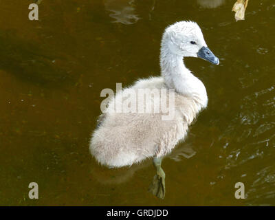 Pulcino di un cigno in acqua Foto Stock