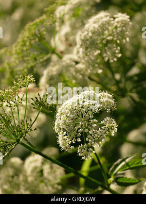 Goutweed, Aegopodium Podagraria, erbe aromatiche Foto Stock