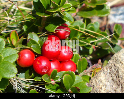 Cowberries, Vaccinium Vitis-Idaea Foto Stock