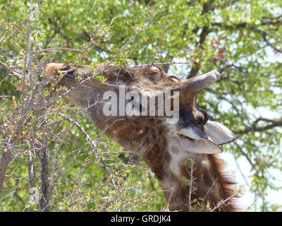 La giraffa mangiare dalla pianta spinosa, Ritratto Foto Stock