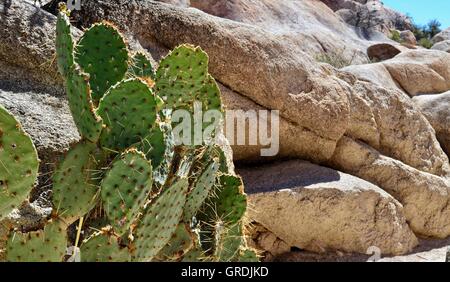 Cactus a Joshua Tree Foto Stock