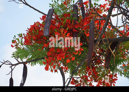 Flame Tree, Delonix regia, Namibia Foto Stock