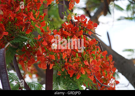 Flame Tree, Delonix regia, Namibia Foto Stock