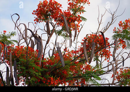 Flame Tree, Delonix regia, Namibia Foto Stock