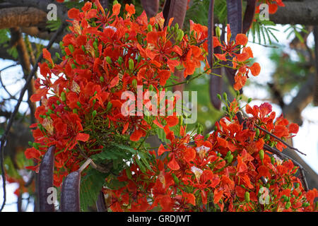 Flame Tree, Delonix regia, Namibia Foto Stock