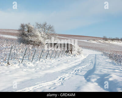 Inverno nei vigneti di Rhinehesse Foto Stock