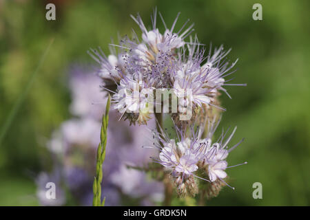 Lacy Phacelia, Phacelia tanacetifolia, concime verde e fonte di cibo per le api e di altri insetti Foto Stock