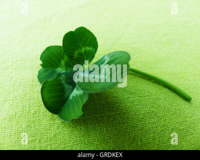 Trifoglio Four-Leaf, simbolo per avere buona fortuna Foto Stock