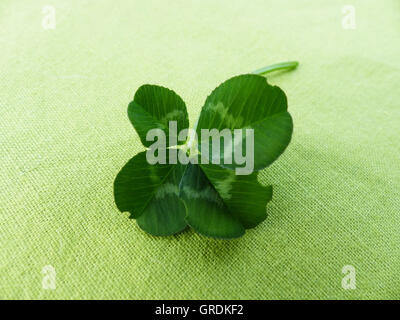 Trifoglio Four-Leaf, simbolo per avere buona fortuna Foto Stock
