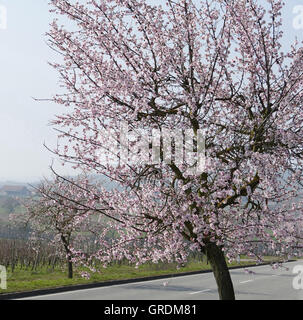 Mandorli in fiore Itinerario dei vini tedeschi, Palatinato Foto Stock