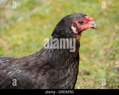 Nero Gallina Araucana in verticale Foto Stock