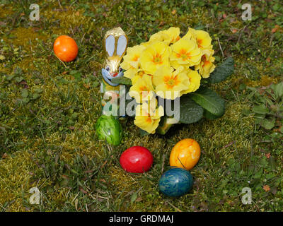 Pasqua, uova colorate, Cioccolato coniglietto di Pasqua e di primule giallo in un prato Foto Stock