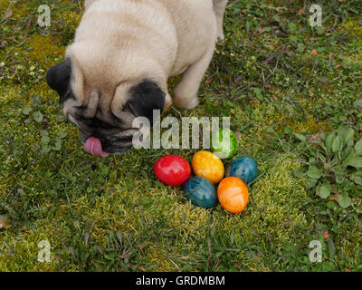 Il beige Pug trovato il nido di Pasqua con colorate le uova di Pasqua su un prato Foto Stock