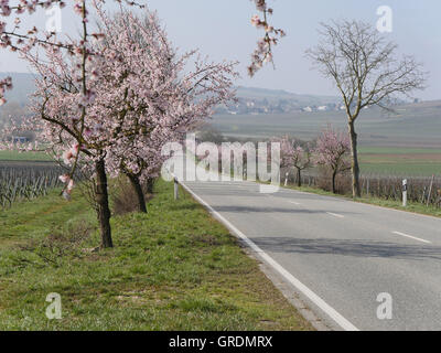 Mandorli in fiore Itinerario dei vini tedeschi, Palatinato, Germania Foto Stock