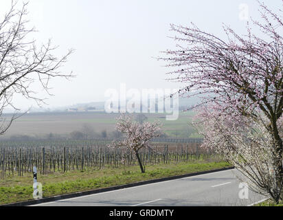 Mandorli in fiore Itinerario dei vini tedeschi, Palatinato, Germania Foto Stock