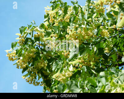 Fiori di tiglio, fioritura Lime Tree Foto Stock
