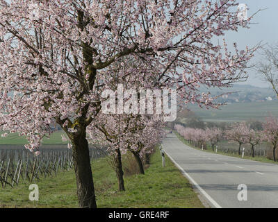 Mandorli in fiore all itinerario dei vini tedeschi, Palatinato Foto Stock