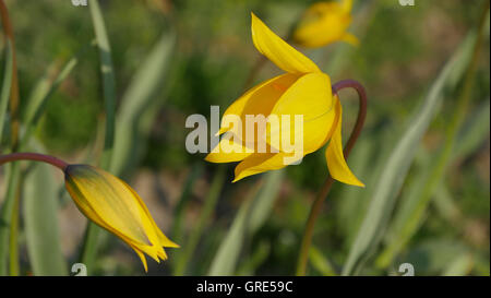 Giallo tulipani selvatici, Tulipa Sylvestris vicino Gau-Odernheim, Rhinehesse, Renania-Palatinato Foto Stock