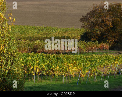 Autunno nel vigneto, zona vitivinicola Rhinehesse Foto Stock