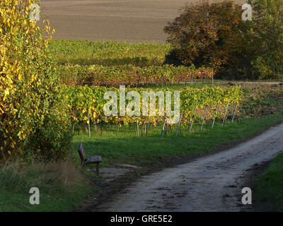 Autunno nel vigneto, zona vitivinicola Rhinehesse Foto Stock