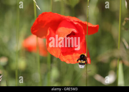 Buff-Tailed Bumblebee Bombus Terrestris battenti di papavero rosso fiore Foto Stock