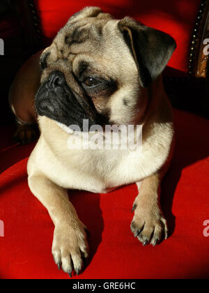 Cani, pugs, poltrona animali mammiferi, animali domestici, cani pedigree, cane  di razza, pug, poltrona, trono, sedia, magnificamente, Golden, copertura di  velluto, bottino, fuori forma, studio, Pug, Pugs Foto stock - Alamy