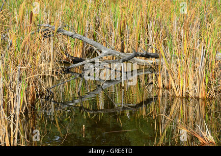 Rinaturazione In Schwenninger Moss Foto Stock