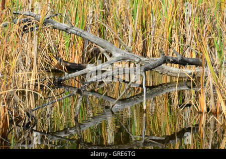 Rinaturazione di Schwenninger Moss Foto Stock