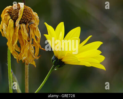 Topinambur, Bloom e appassiti, Fiore appassito Foto Stock