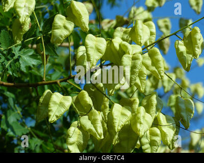 Bubble Frassino, Paniculate Bubble Tree, Koelreuteria Paniculata Foto Stock