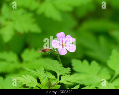 Rupert Cranesbill, Herb Robert, Geranium robertianum Foto Stock