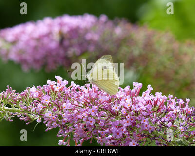 Grande farfalla bianca sul fiore di Buddleia Foto Stock