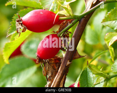 Red cinorrodi sulla Wild Rose Bush Foto Stock