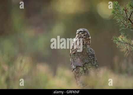 Gufo piccolo / Gufo Minerva / Steinkauz ( Athene noctua ) arroccato su un ceppo di pino, prendendo il sole, guarda indietro, fauna selvatica, Europa. Foto Stock