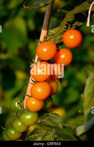 Sungold pomodori ciliegia crescente sulla pianta, Inghilterra, Regno Unito, Europa occidentale. Foto Stock