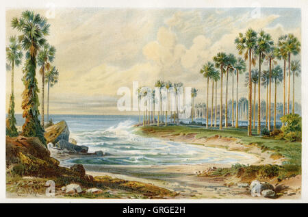 Asian palmyra palm, toddy palm, o sugar palm sulla spiaggia di Ceylon Foto Stock