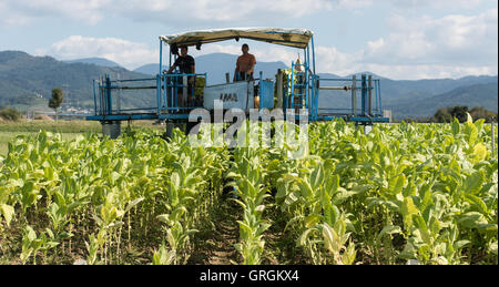 Raccolto ungherese aiutanti la raccolta di foglie di tabacco del tipo "Virginia" utilizzando una macchina agrcultural su un campo nei pressi di Bad Krozingen, Germania, 6 settembre 2016. Foto: PATRICK SEEGER/dpa Foto Stock