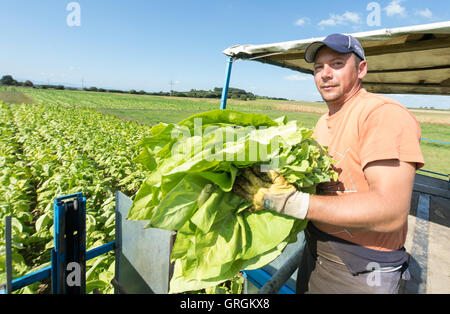 Raccolto ungherese aiutanti la raccolta di foglie di tabacco del tipo "Virginia" utilizzando una macchina agrcultural su un campo nei pressi di Bad Krozingen, Germania, 6 settembre 2016. Foto: PATRICK SEEGER/dpa Foto Stock