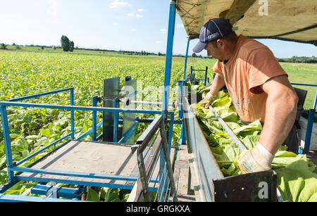 Raccolto ungherese aiutanti la raccolta di foglie di tabacco del tipo "Virginia" utilizzando una macchina agrcultural su un campo nei pressi di Bad Krozingen, Germania, 6 settembre 2016. Foto: PATRICK SEEGER/dpa Foto Stock