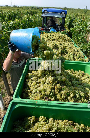 Velke Bilovice, Repubblica Ceca. 07Th Sep, 2016. Raccolto di Moravian uve Moscato All'inizio dell'uva raccolta presso la famiglia Sedlak cantina in Velke Bilovice, Repubblica Ceca, 7 settembre 2016. © Vaclav Salek/CTK foto/Alamy Live News Foto Stock