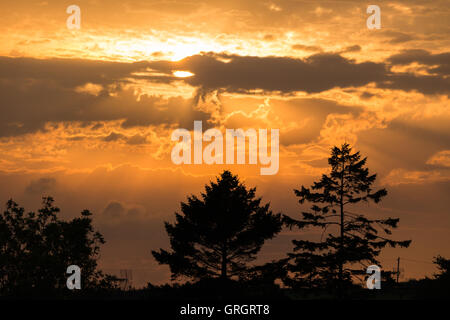 Il sole che tramonta dietro stagliano alberi.Credit: Ian Jones/Alamy Live News Foto Stock