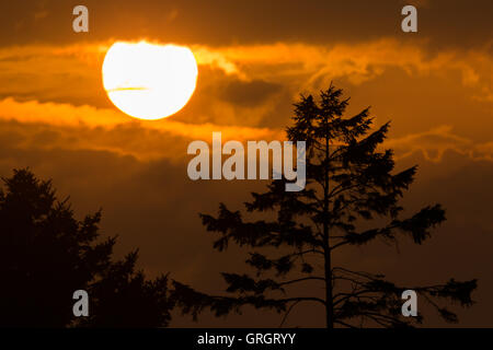 Il sole che tramonta dietro stagliano alberi.Credit: Ian Jones/Alamy Live News Foto Stock