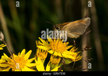 Piccola skipper Butterfly -Thymelicus sylvestris trovati a Willington, Derbyshire, England, Regno Unito Foto Stock