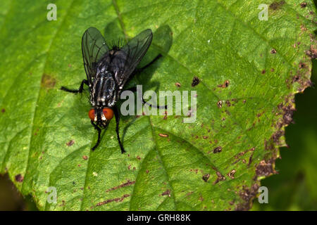 Carne comune mosca carnaria Sarcophaga Foto Stock