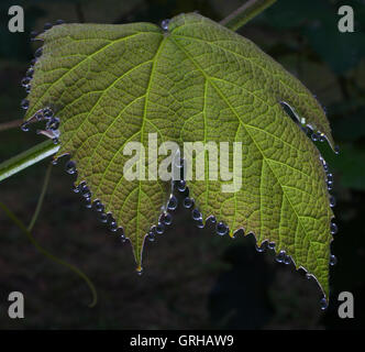 La formazione di rugiada scende su una foglia di uva appena all'alba Foto Stock