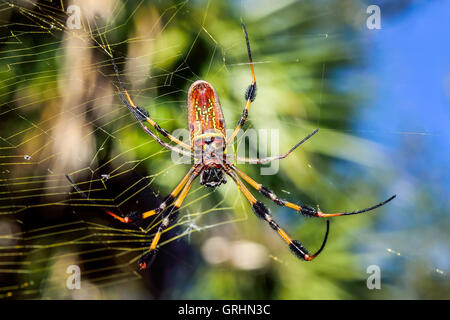 Golden Orb-Web Spider Foto Stock