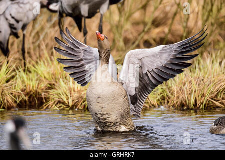 Oca selvatica Foto Stock