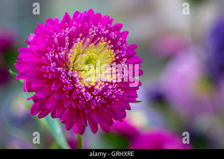 Viola luminoso fiore aster close up, il fuoco selettivo. Foto Stock