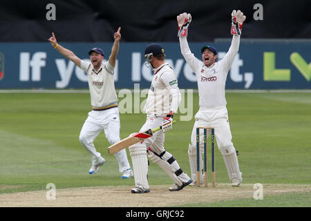 Andy Hodd ricorsi con successo per il paletto di Essex battitore Tom Westley - Essex CCC vs Yorkshire CCC - LV County Championship Division due Cricket presso la Ford County Ground, Chelmsford Essex - 12/09/12 Foto Stock