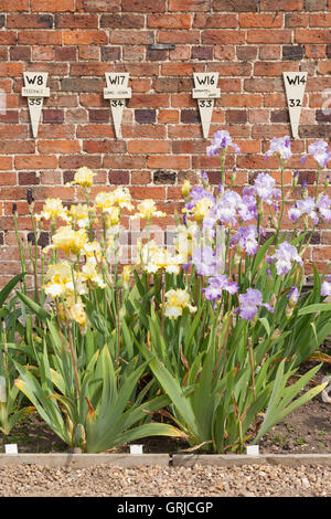 Parte di Bryan Dodsworth collezione di iris. Iris 'soda calce' e 'Iris Annabel Jane'. Doddington Hall e giardini, Lincolnshire Foto Stock